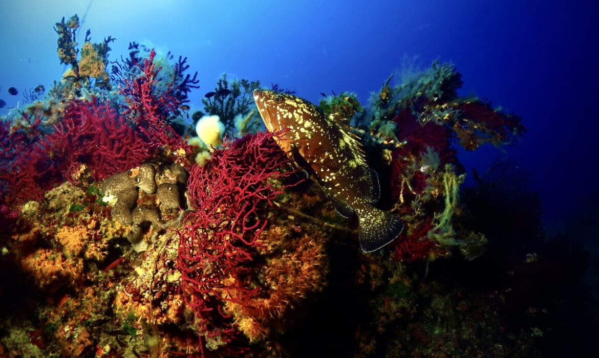 Immersioni subacquee, le top 10 per il diving all’isola d’Elba