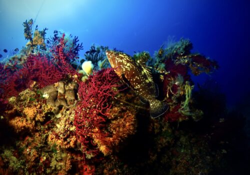 Immersioni subacquee, le top 10 per il diving all’isola d’Elba