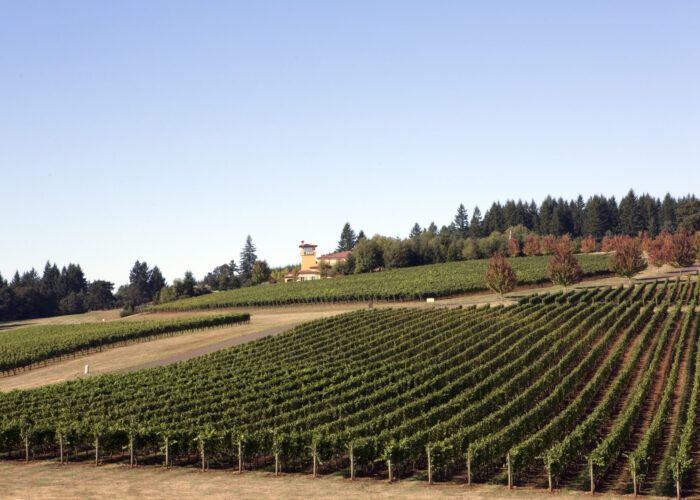 USA: le aree vinicole più rinomate. Immergiti nel Paradiso del Vino